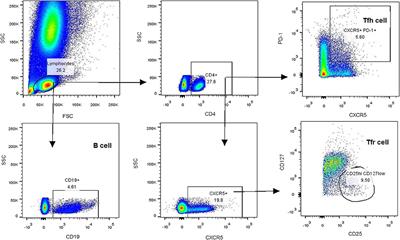 Imbalance of Circulating Tfh/Tfr Cells in Patients With Parkinson's Disease